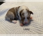 Puppy Libby Miniature American Shepherd