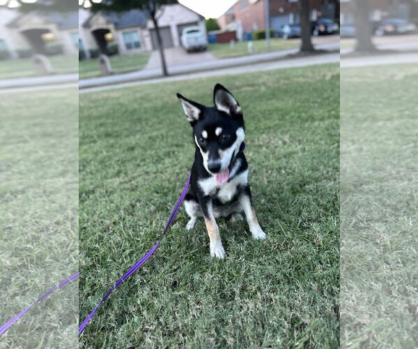 Medium Photo #8 Huskies -Unknown Mix Puppy For Sale in Lillian, TX, USA