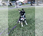 Small #7 Huskies  Mix