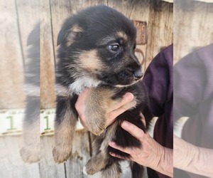 Australian Shepherd-German Shepherd Dog Mix Puppy for sale in FRANKLIN, ID, USA