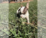 Small Photo #2 Chihuahua Puppy For Sale in Raleigh, NC, USA