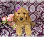 Small Photo #7 Goldendoodle Puppy For Sale in KIRKWOOD, PA, USA