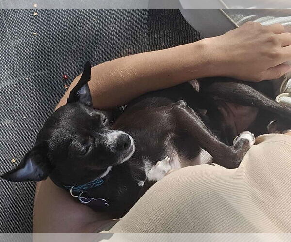 Medium Photo #4 Chihuahua-Unknown Mix Puppy For Sale in Gulfport, MI, USA