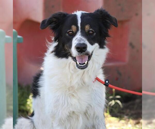 Medium Photo #1 Australian Shepherd-Unknown Mix Puppy For Sale in Modesto, CA, USA
