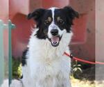 Small Australian Shepherd Mix