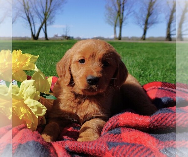 Medium Photo #3 Golden Retriever Puppy For Sale in LUBLIN, WI, USA