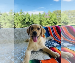 Labrador Retriever Puppy for sale in AVERY, TX, USA