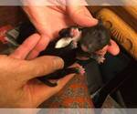 Small Photo #10 Dachshund Puppy For Sale in LAKEBAY, WA, USA