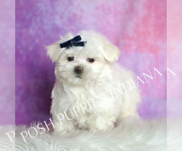 Medium Photo #3 Maltese Puppy For Sale in WARSAW, IN, USA