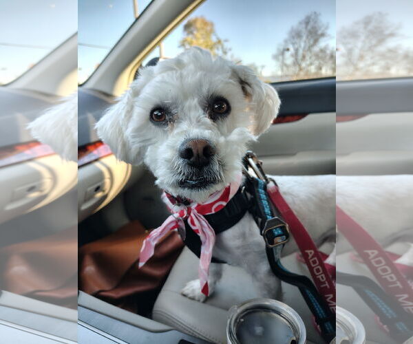 Medium Photo #1 Poodle (Miniature)-Unknown Mix Puppy For Sale in San Jose, CA, USA