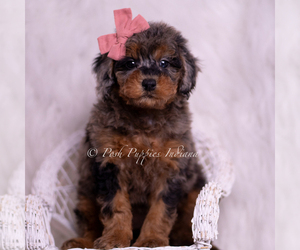 Medium Poodle (Toy)