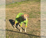 Small #5 Mutt