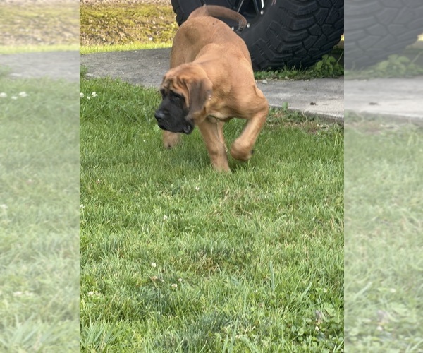 Medium Photo #1 Mastiff Puppy For Sale in SOUTHINGTON, OH, USA