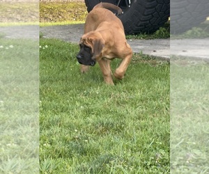 Mastiff Puppy for sale in SOUTHINGTON, OH, USA