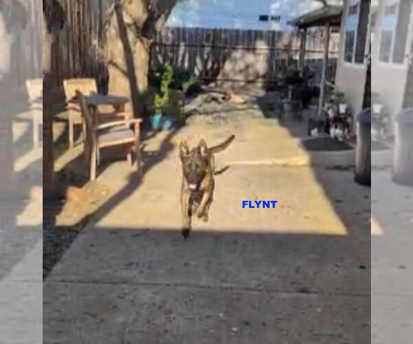 Medium Photo #1 Holland Shepherd-Unknown Mix Puppy For Sale in Woodland Hills, CA, USA