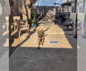 Holland Shepherd-Unknown Mix Dogs for adoption in Woodland Hills, CA, USA