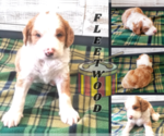 Small Photo #3 Bernedoodle-Saint Berdoodle Mix Puppy For Sale in SPRINGFIELD, IL, USA