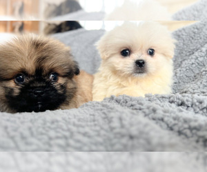 Pekingese Puppy for sale in MADISON, OH, USA