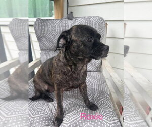 Roxie (Momma) - Female Chug Dog for Adoption - Photo #2