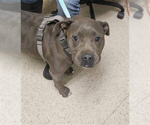 Mutt Dogs for adoption in Bakersfield, CA, USA
