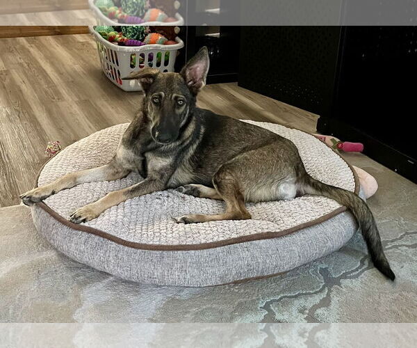 Medium Photo #2 German Shepherd Dog-Unknown Mix Puppy For Sale in Princeton, MN, USA
