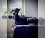 Small #12 Doberman Pinscher