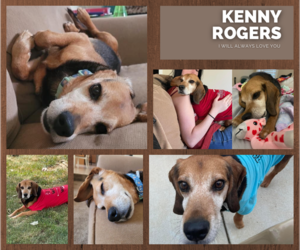 Beagle-Unknown Mix Dogs for adoption in Dahlgren, VA, USA