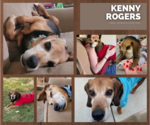 Small Beagle Mix