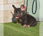 Small Photo #1 French Bulldog Puppy For Sale in BAYTOWN, TX, USA