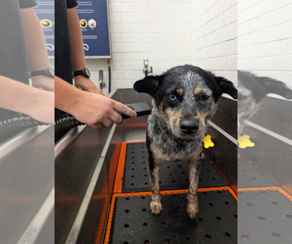 Medium Photo #8 Border Collie-Unknown Mix Puppy For Sale in Sandy, UT, USA