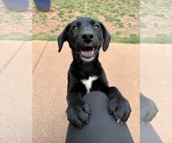 Medium Photo #2 Labrador Retriever-Unknown Mix Puppy For Sale in Greenville, SC, USA