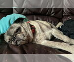 Small #1 Pug