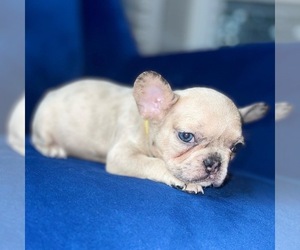 French Bulldog Puppy for sale in ATLANTA, GA, USA