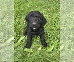 Small #30 Goldendoodle