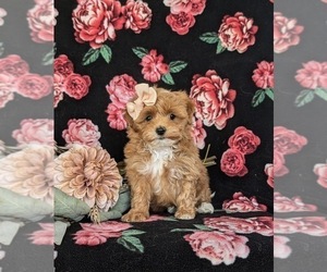 Maltipoo Puppy for sale in NEW PROVIDENCE, PA, USA
