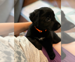 Shepradors Dogs for adoption in MCKINNEY, TX, USA
