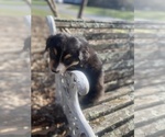 Small Photo #58 Australian Shepherd Puppy For Sale in FARMVILLE, VA, USA