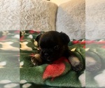 Small #3 French Bulldog