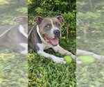 Small Photo #2 Staffordshire Bull Terrier Puppy For Sale in Weston, FL, USA