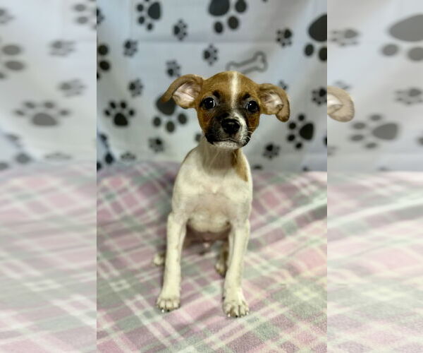 Medium Photo #2 Jack Russell Terrier-Unknown Mix Puppy For Sale in SHERBURNE, NY, USA