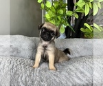 Small Photo #5 Pug Puppy For Sale in FRANKLIN, IN, USA