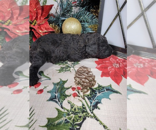 Medium Photo #3 Poodle (Toy) Puppy For Sale in BLACK FOREST, CO, USA