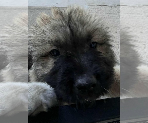 Medium Photo #6 Unknown-Wheaten Terrier Mix Puppy For Sale in Princeton, MN, USA