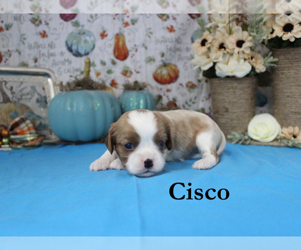 Medium Photo #41 Cavalier King Charles Spaniel Puppy For Sale in CHANUTE, KS, USA