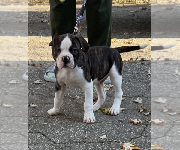 Medium Photo #2 American Bulldog Puppy For Sale in HUDSON, NY, USA