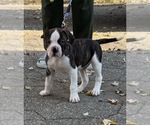 Small Photo #2 American Bulldog Puppy For Sale in HUDSON, NY, USA