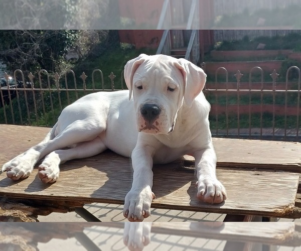 Medium Photo #1 Dogo Argentino Puppy For Sale in WILMINGTON, DE, USA
