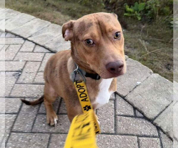 Medium Photo #5 Beagle-Unknown Mix Puppy For Sale in GILBERTS, IL, USA