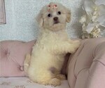 Image preview for Ad Listing. Nickname: Sweets