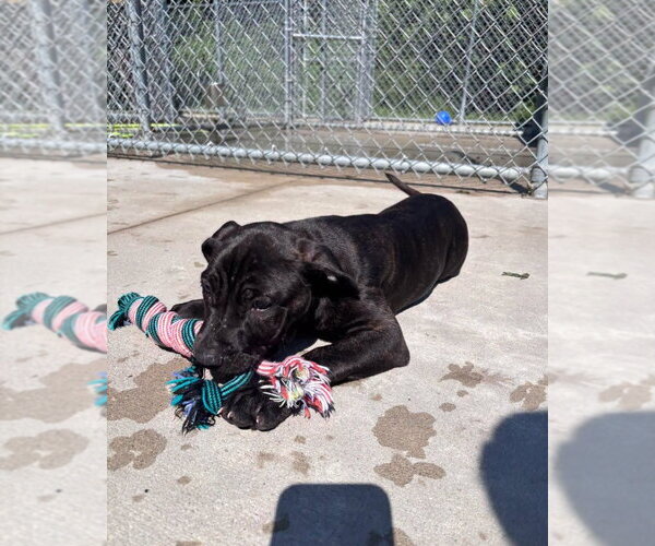 Medium Photo #4 Mastiff-Unknown Mix Puppy For Sale in Muskegon, MI, USA